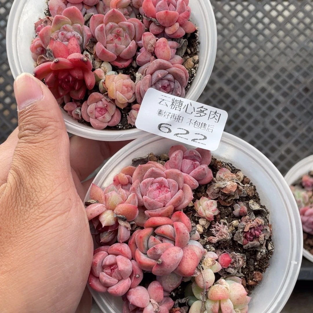 云糖心多肉植物622