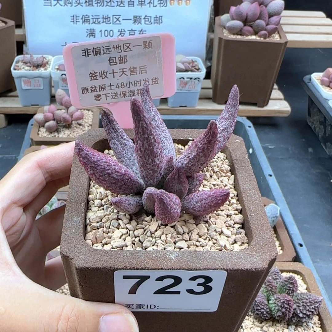723猪尾巴多肉植物