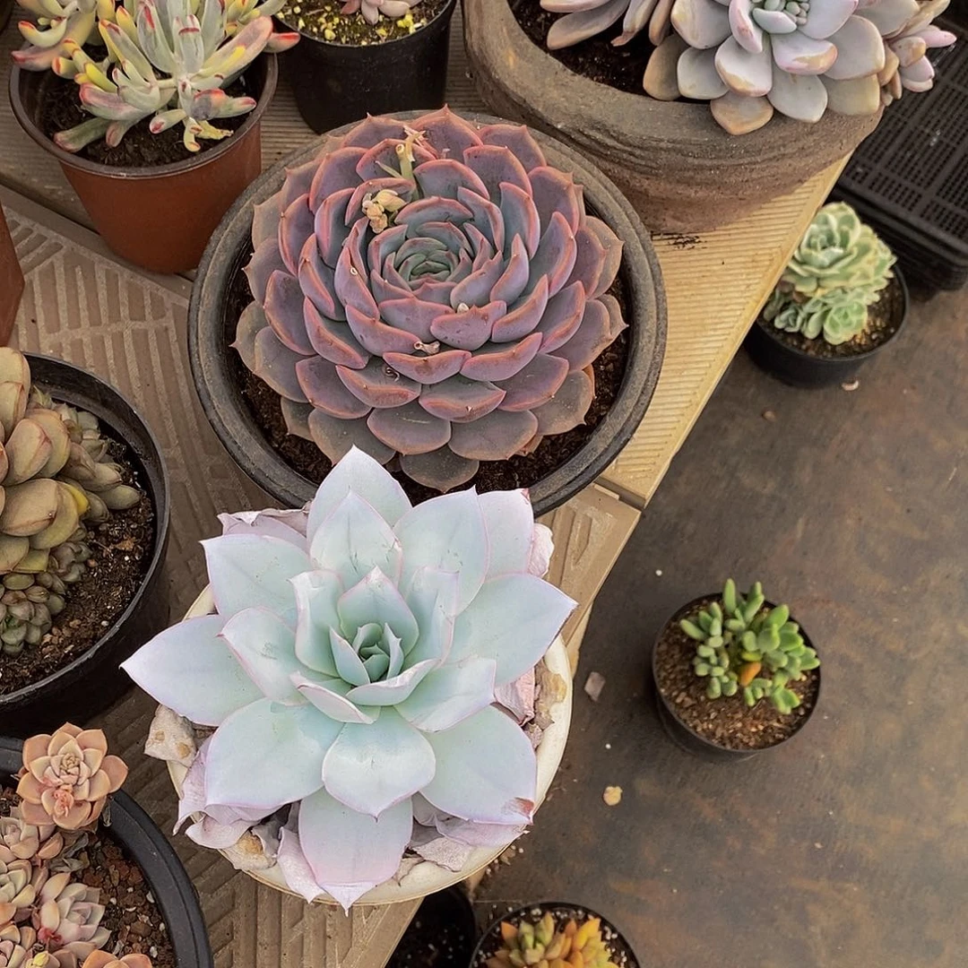 阴*天48包邮一物一拍多肉植物