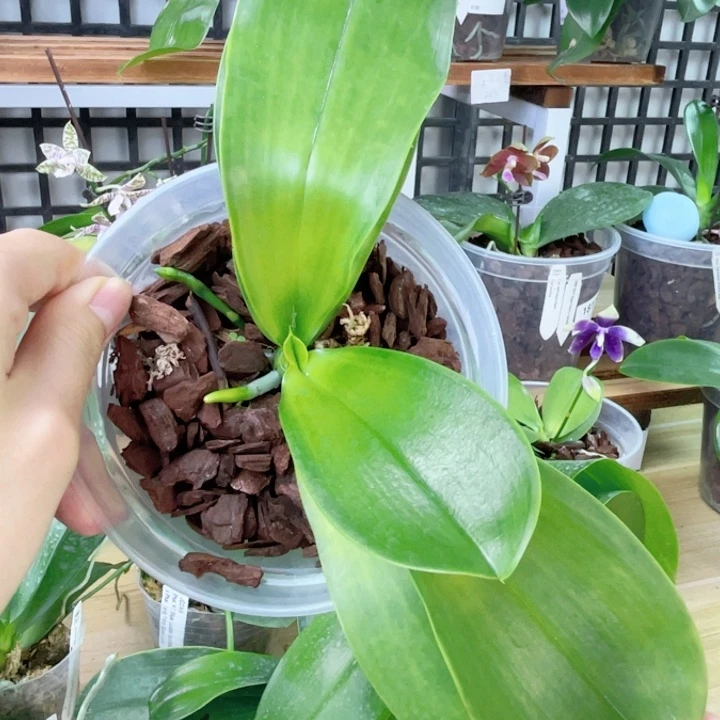 完全开放盲盒路德-1506