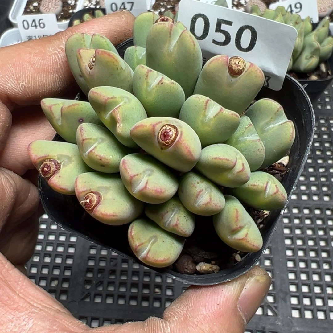 【闪购商品】 050。