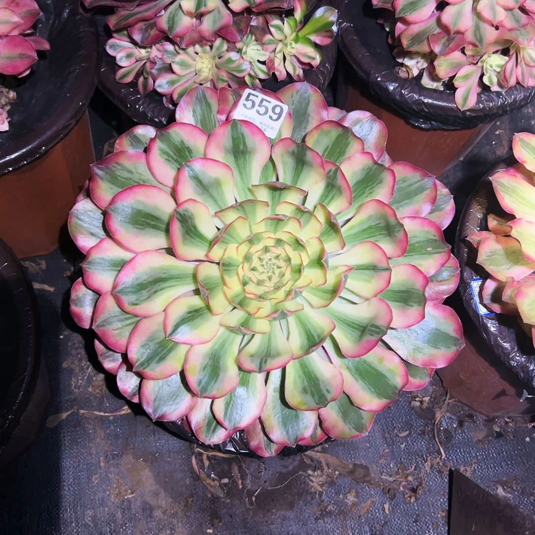 559爱丽啊、多肉植物带5个芽