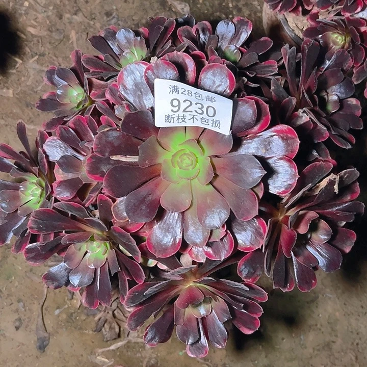 9230爱神多肉植物