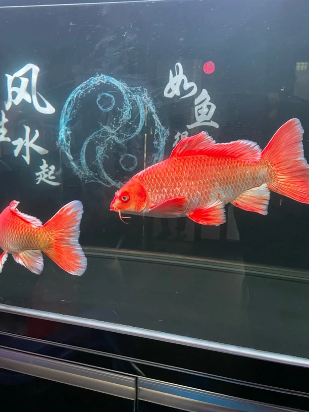 红色普身蝴蝶鲤鱼观赏鱼冷水鱼耐活适合水族养殖