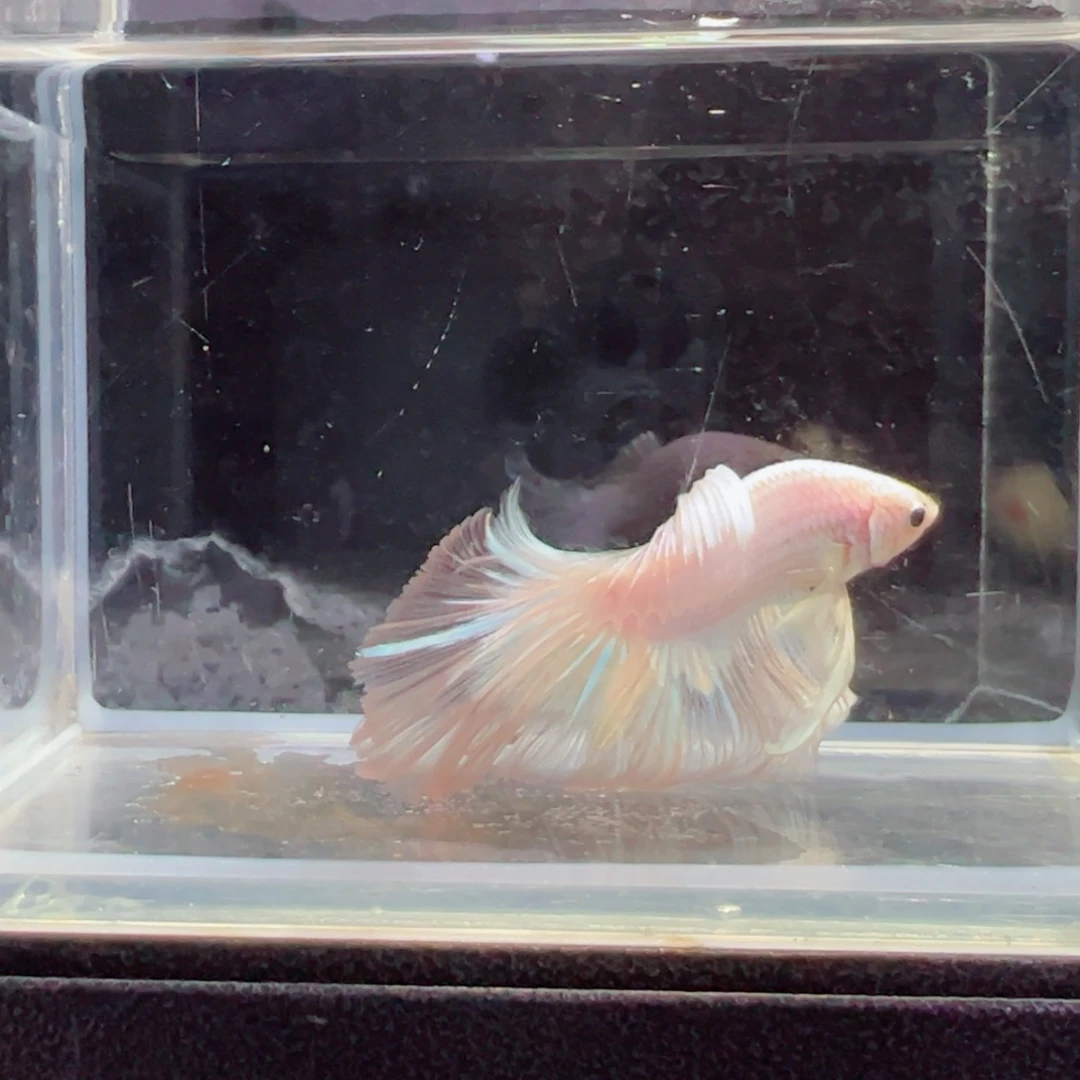 斗鱼浅色仙仙裙特殊尾