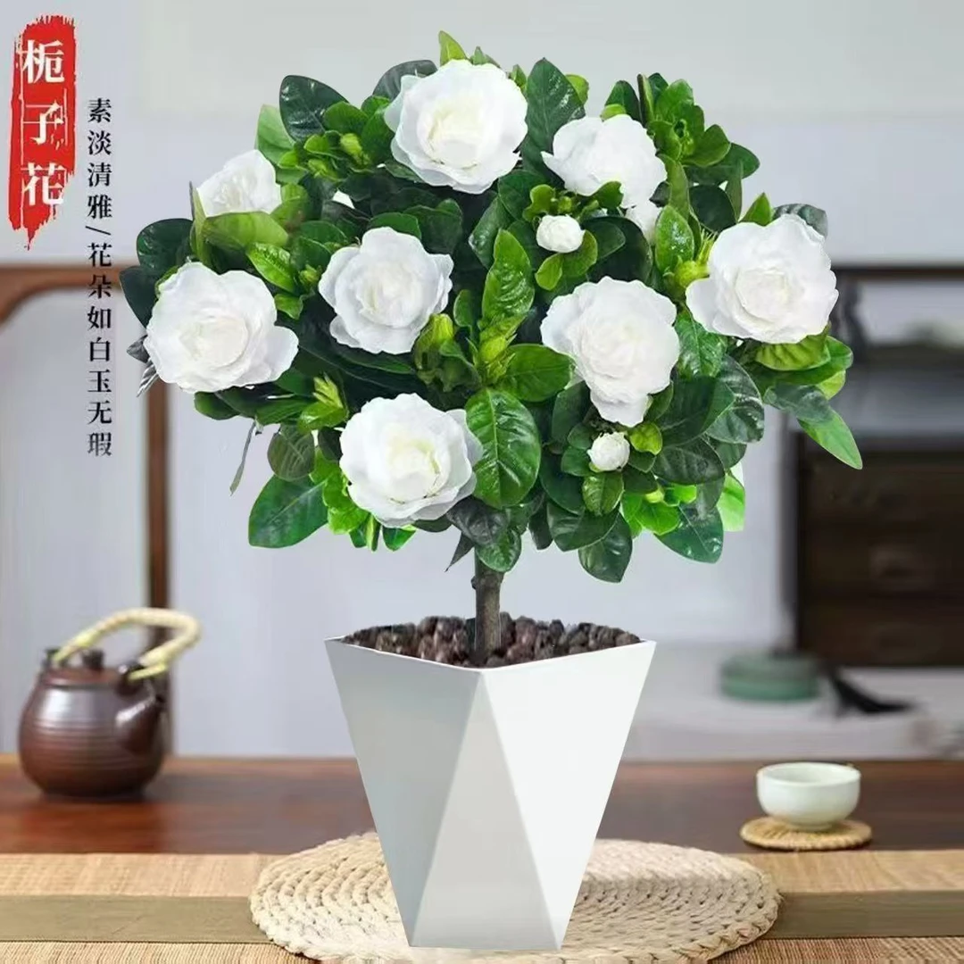 独杆栀子花棒棒糖带花苞发货浓香型四季花卉室内绿植盆栽