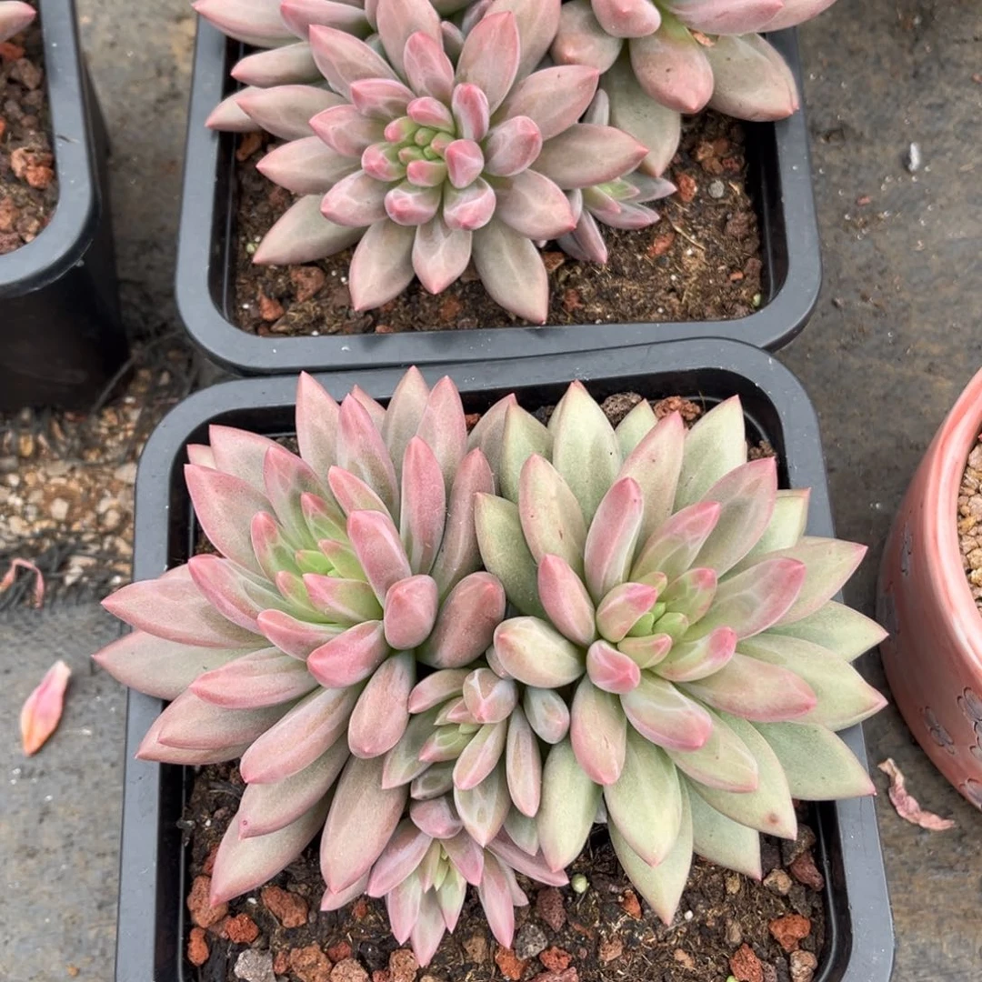 多肉植物多肉植物