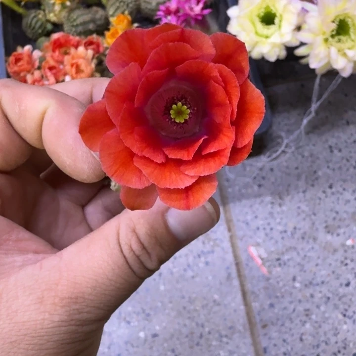 357桃太郎2个无根侧牙小，20包邮