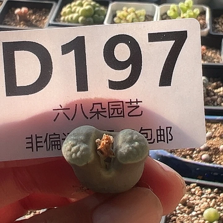 特价大小窗磁铁风铃多肉