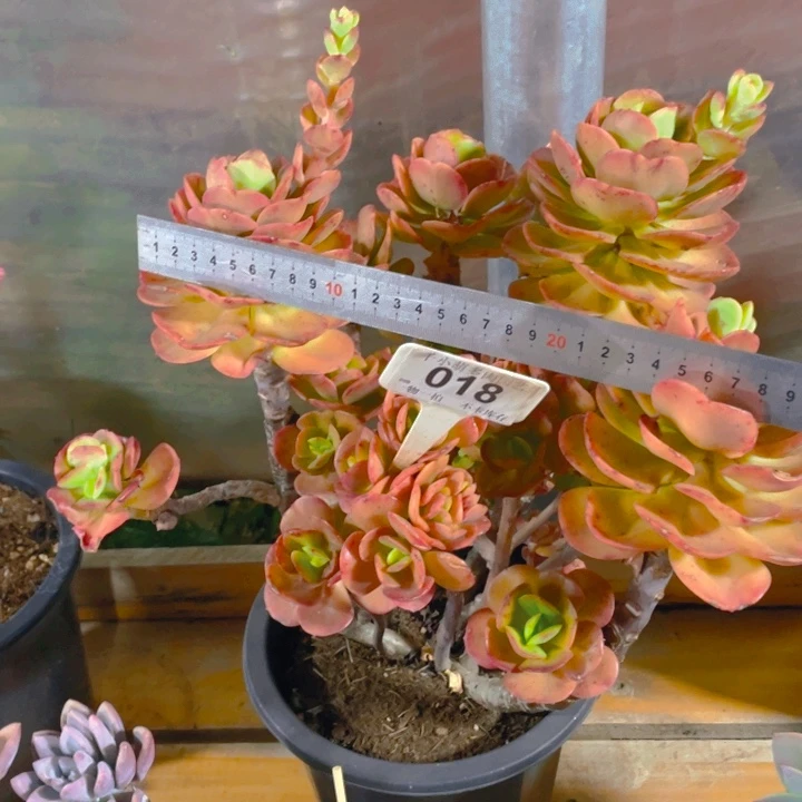 谢谢你的支持000000018