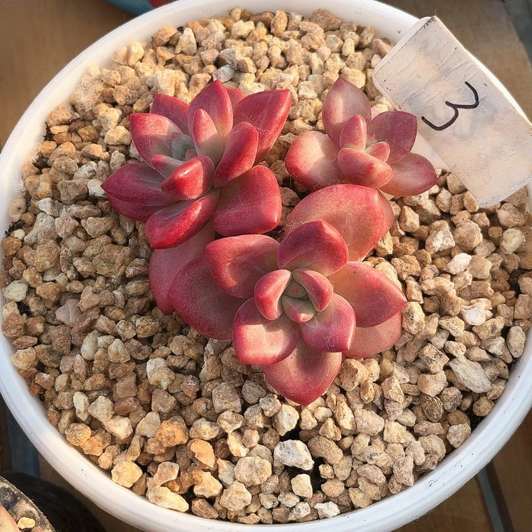 贺菲斯托3号码牌子的话题终结者