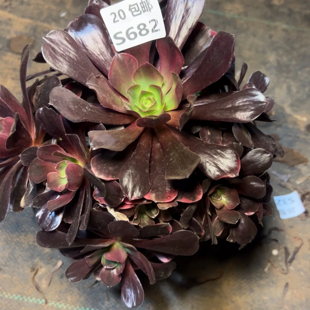 682爱神，满20包邮嘟叮熊