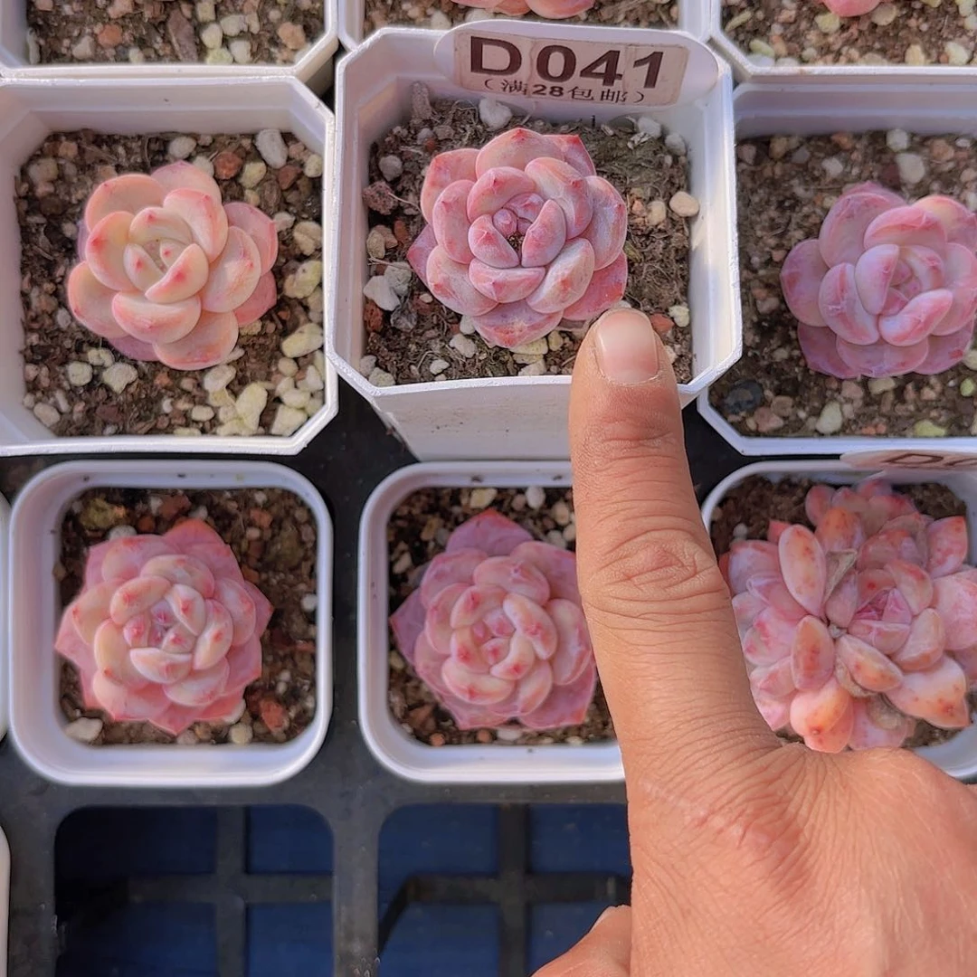 開*D041日系星影一物一拍