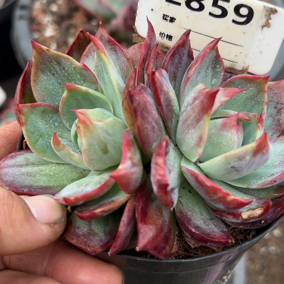 惊鸿一物一拍包装收缩花旱859