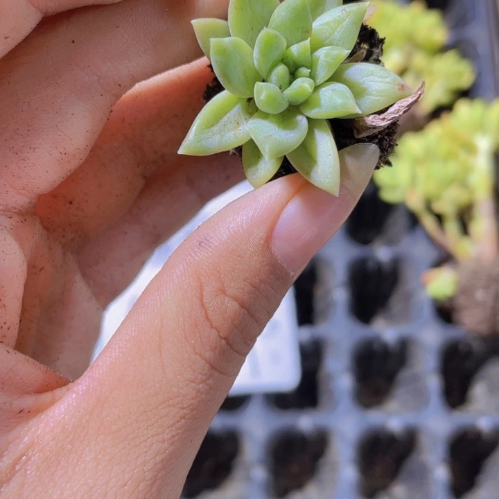 精品三色美人一颗