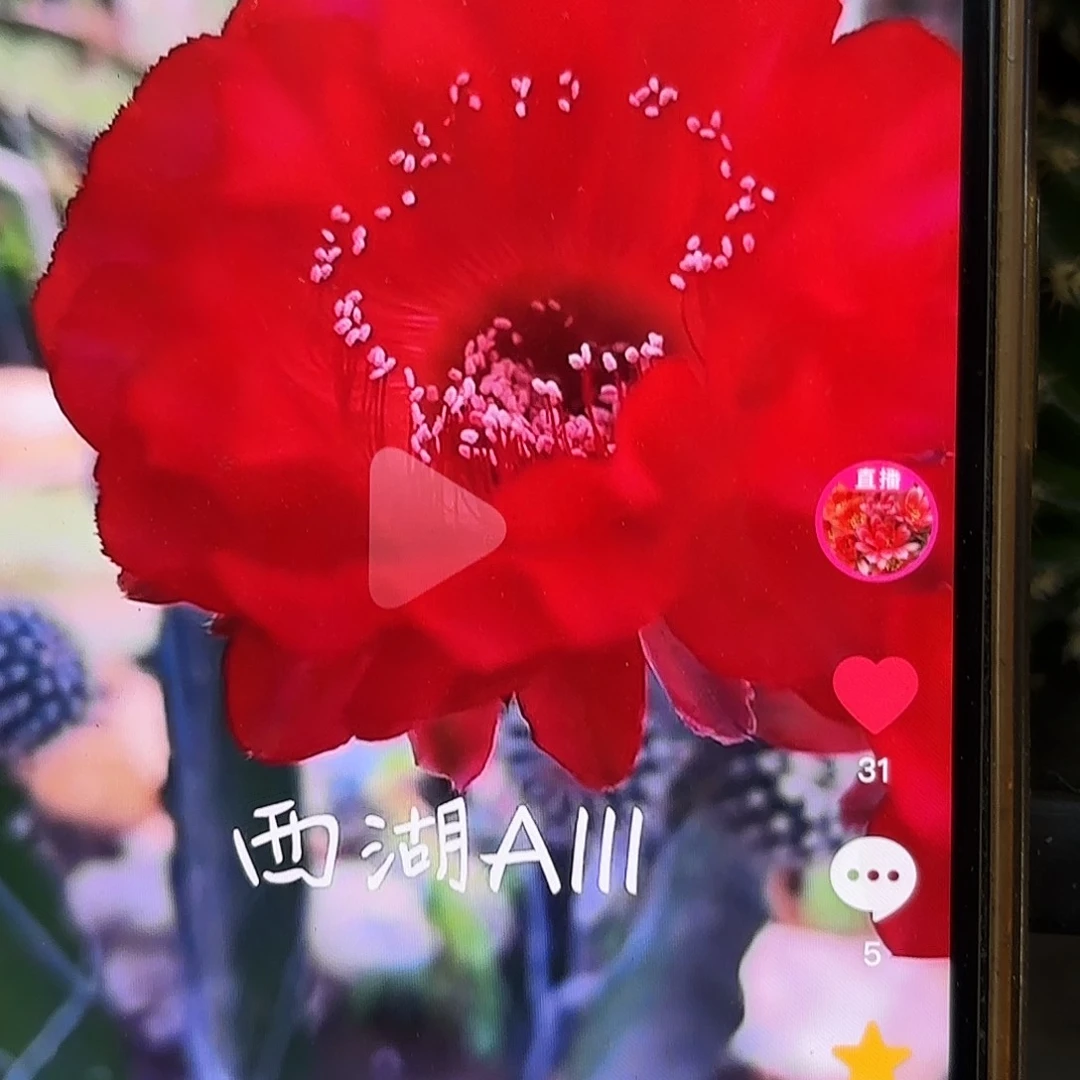A111彩侧牙20包邮12