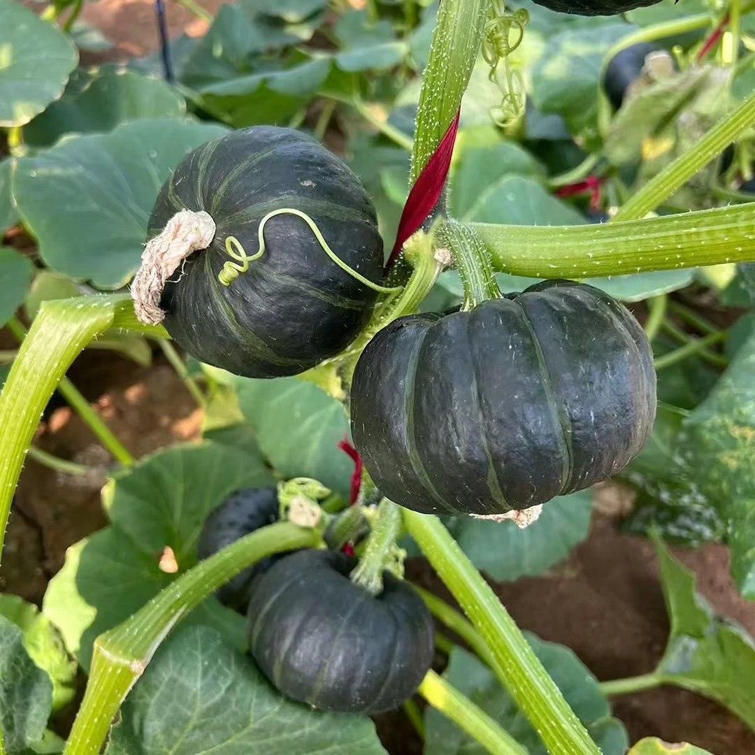 贝贝南瓜正宗山东新鲜5斤板栗味惠和一号南瓜现摘婴儿孕妇粉糯