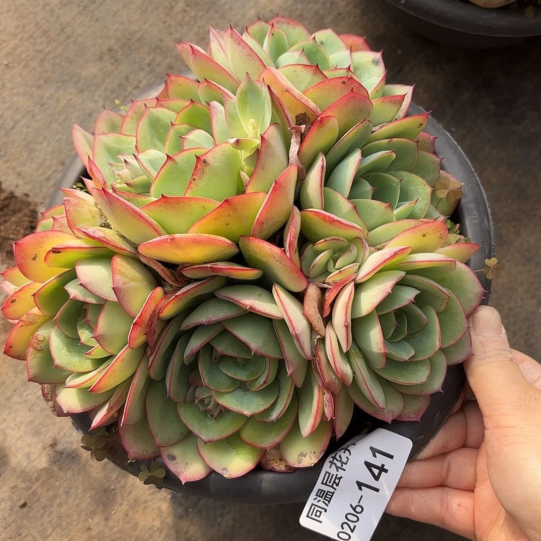 同温层多肉牡丹亭142