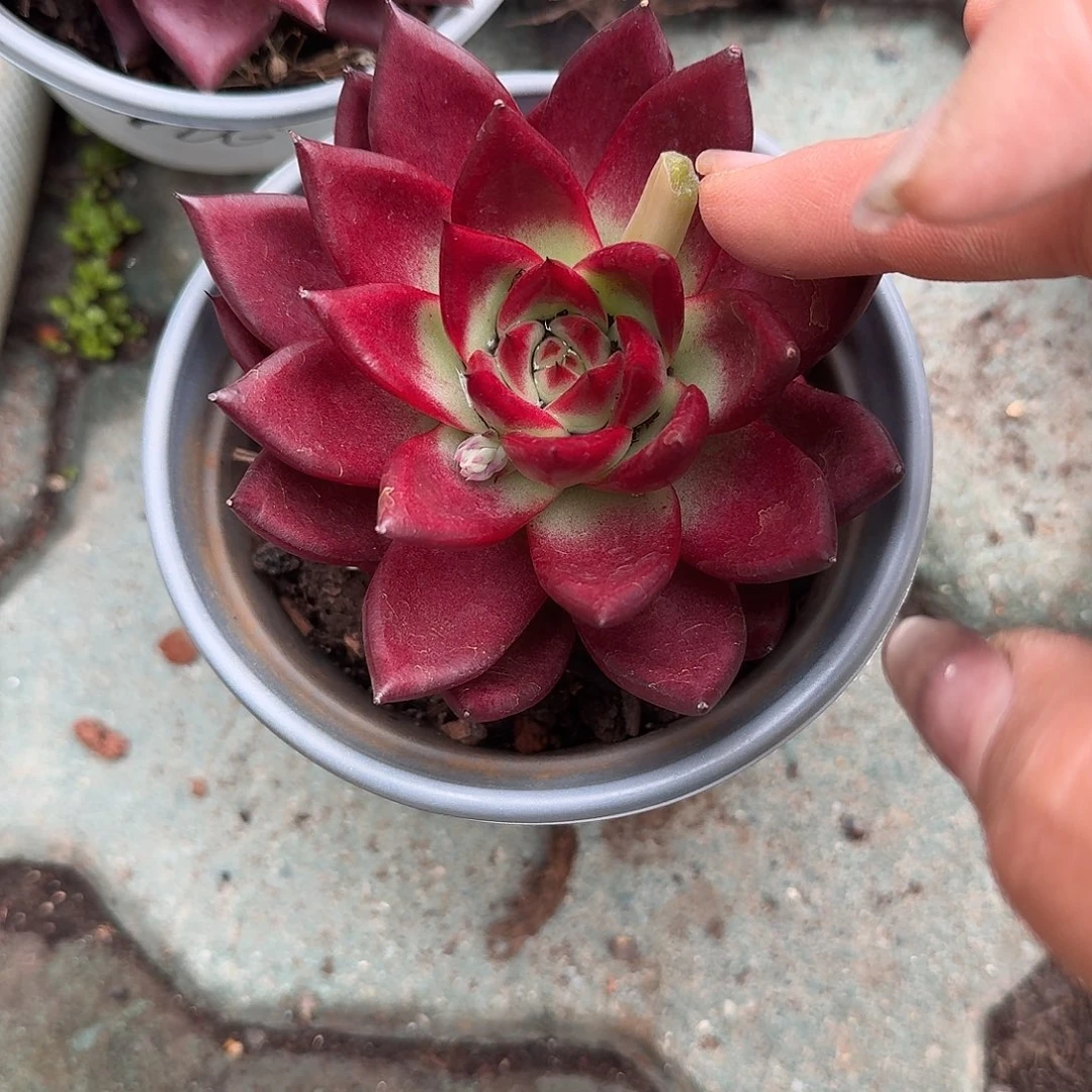 红谭多肉植物精品