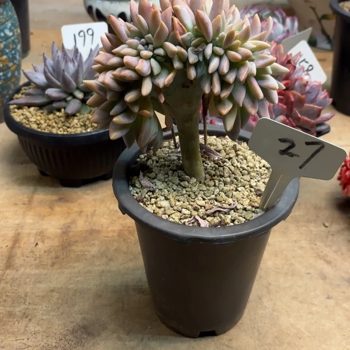 多肉植物，淡雪缀27号