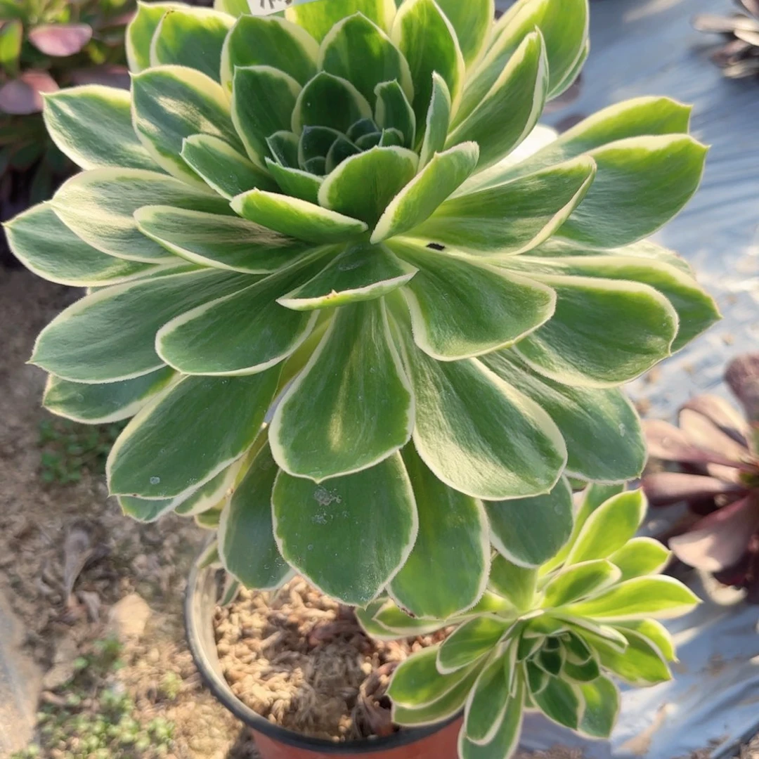 R 7537 绿玫瑰多肉。