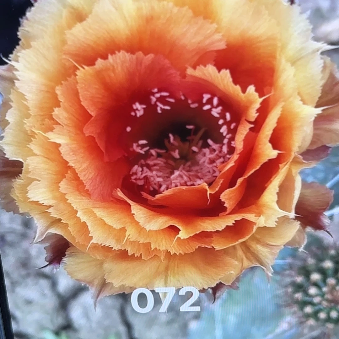 072彩侧牙20包邮仙人球2