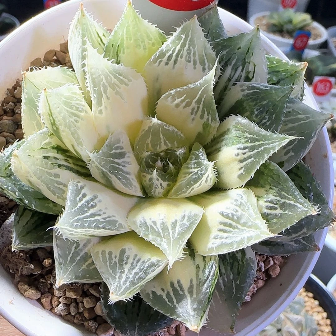 370号糊斑宝莲灯一物一拍带盆土