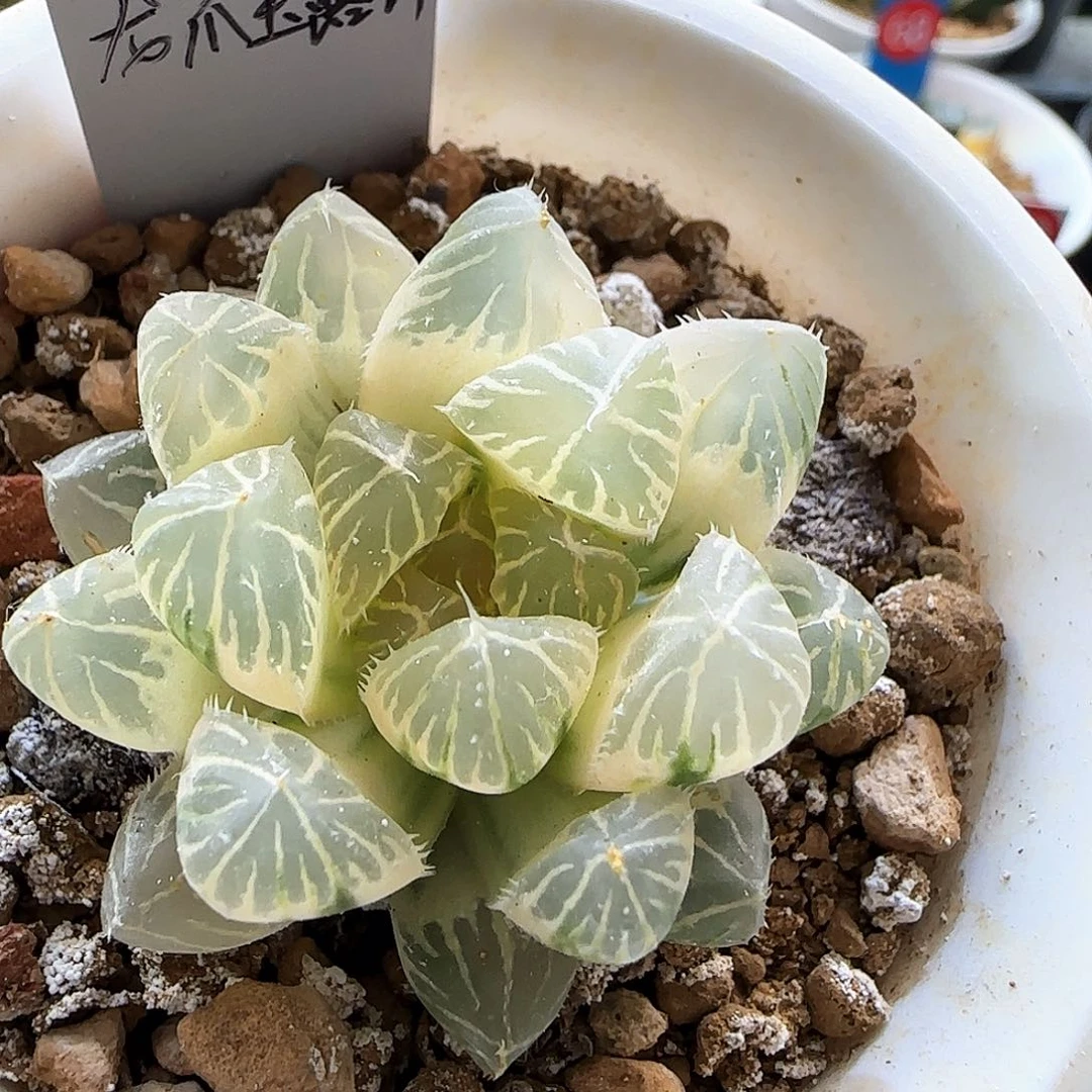 29号龙爪糊斑一物一拍带盆