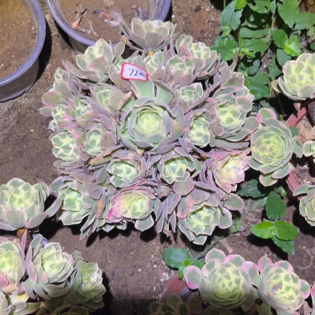 720多肉植物粉女妖