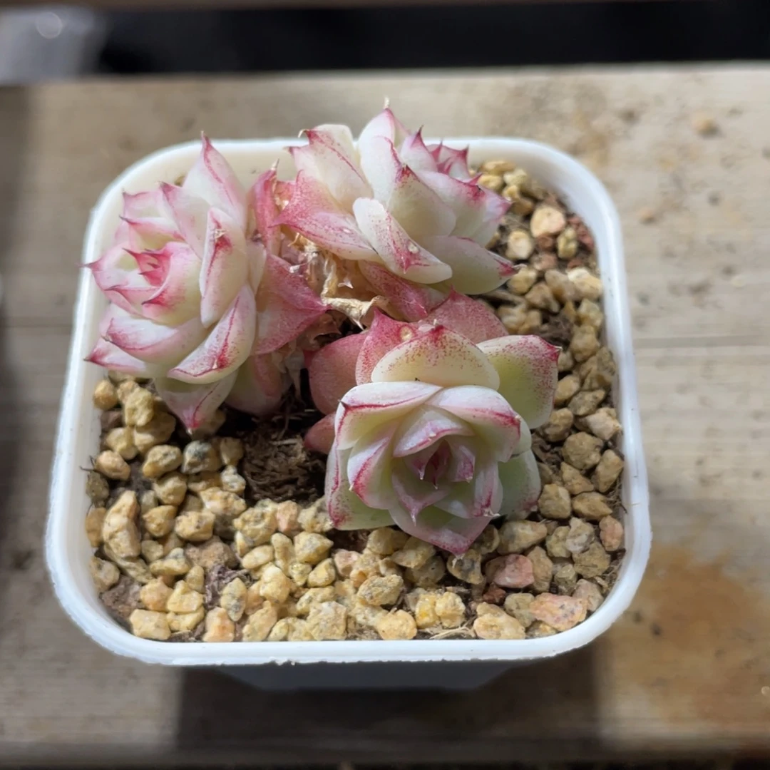 优选女王秒杀多肉1390