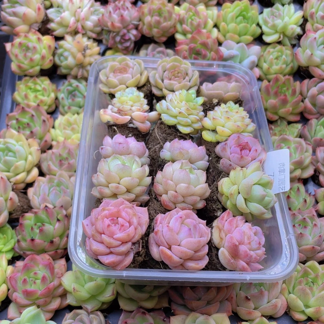 开心快乐幸福077