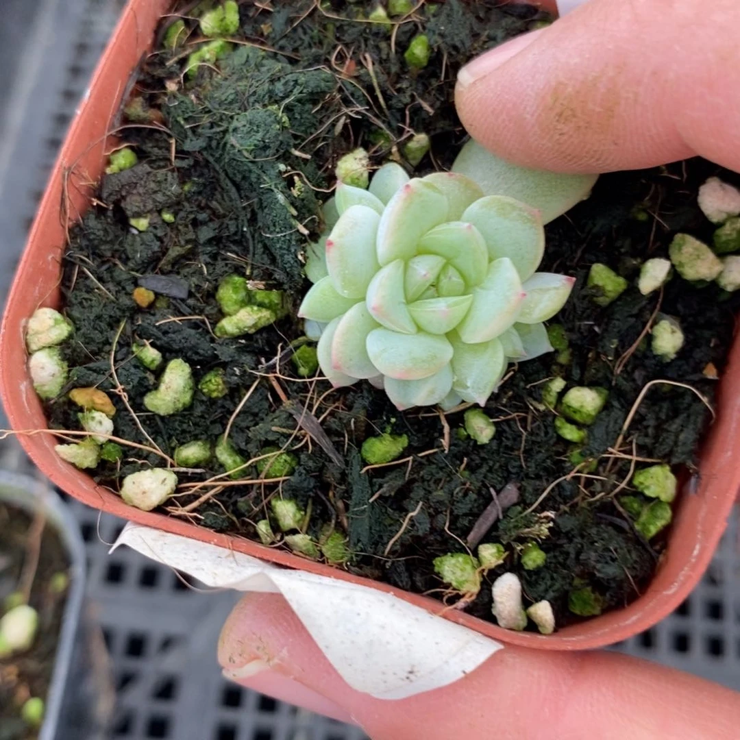 标签209云间一个多肉