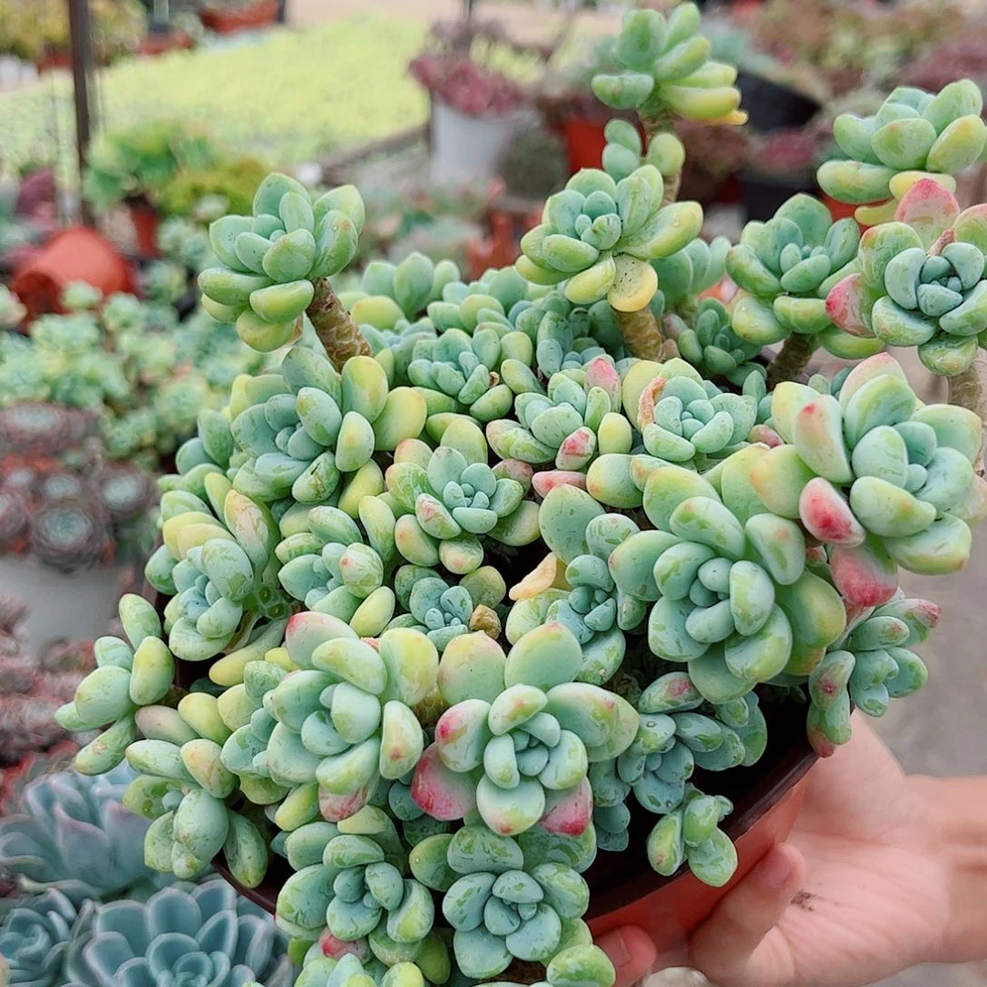 香香劳尔多头群生老桩