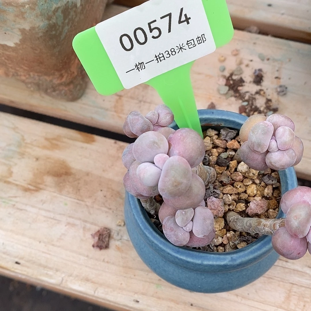 574头烧烤璐璐咯额魔芋我