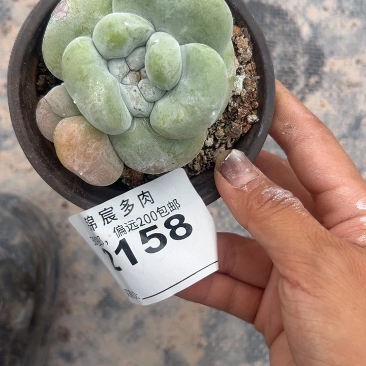 丸叶拇指～一物一拍2158