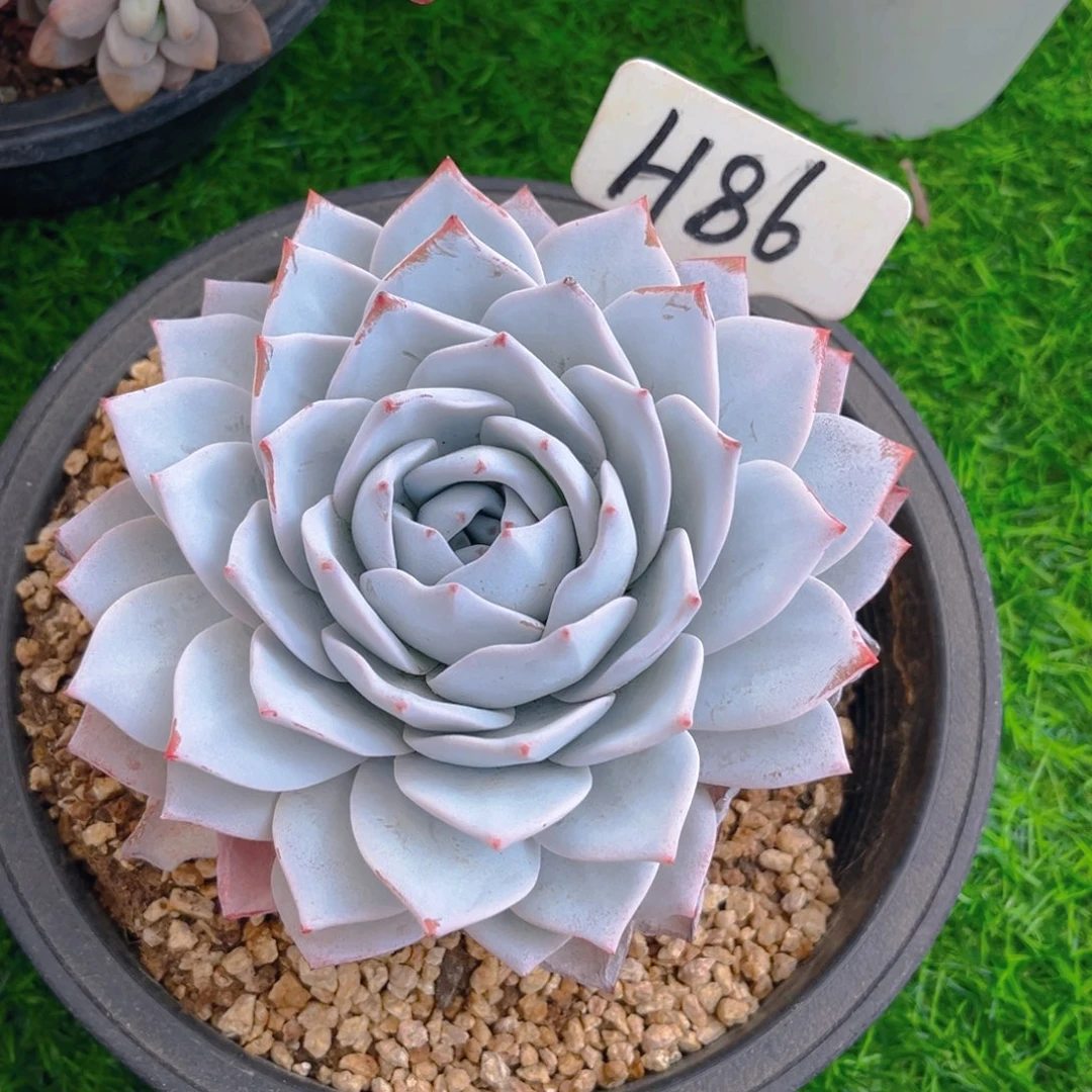 女*86fghjujjjjjjjjjj多肉