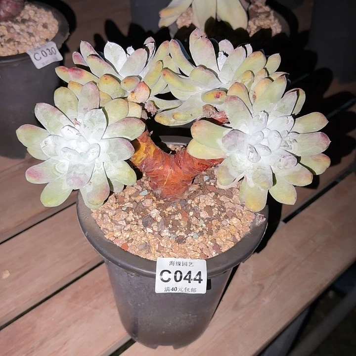 拇指仙女杯多肉植物