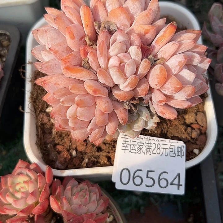 幸运的是你能给我们