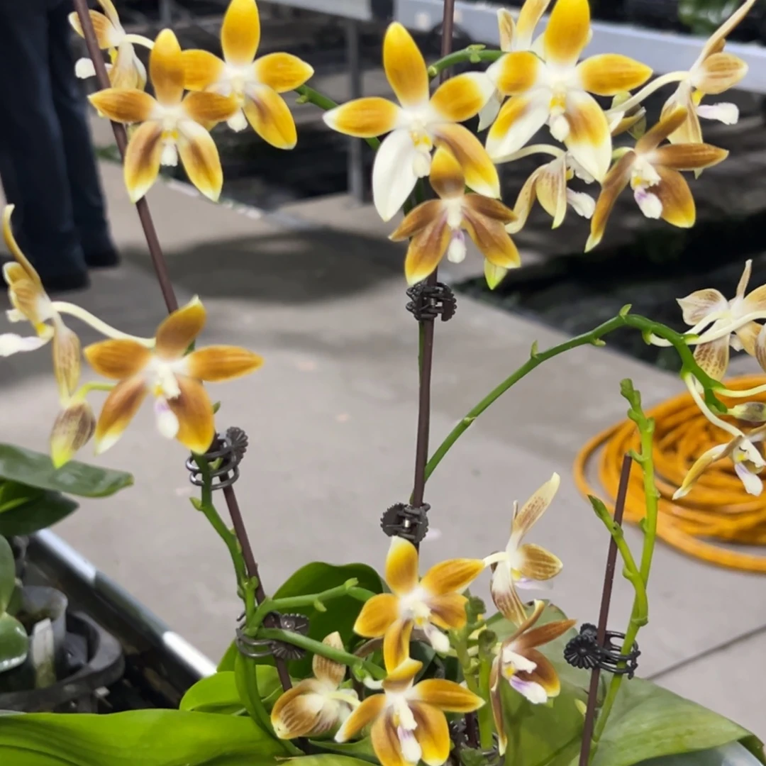 完全开放l091八寸咖啡盾