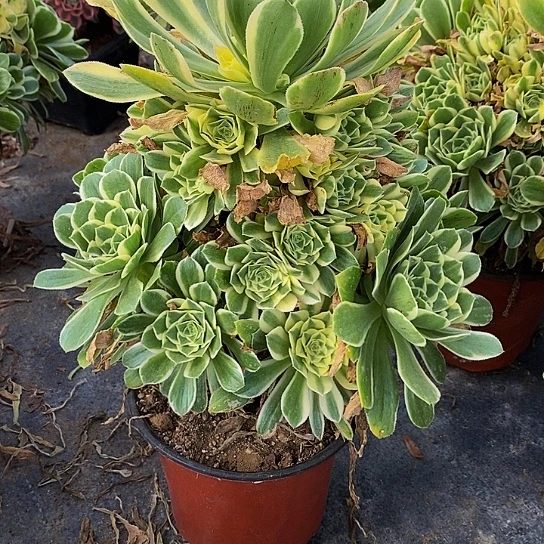 2466芳华多肉法师