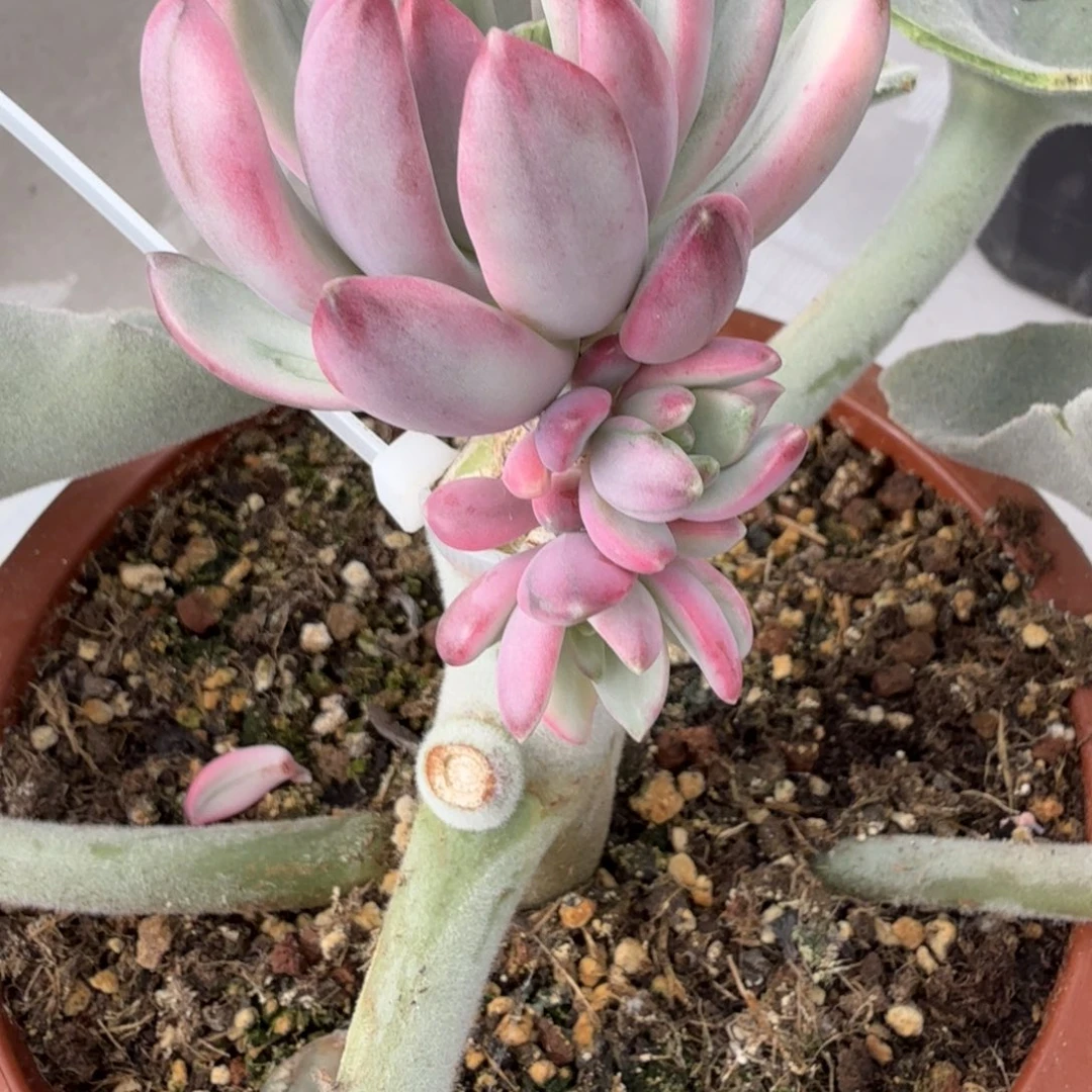 幻影美人侧芽 可上占木