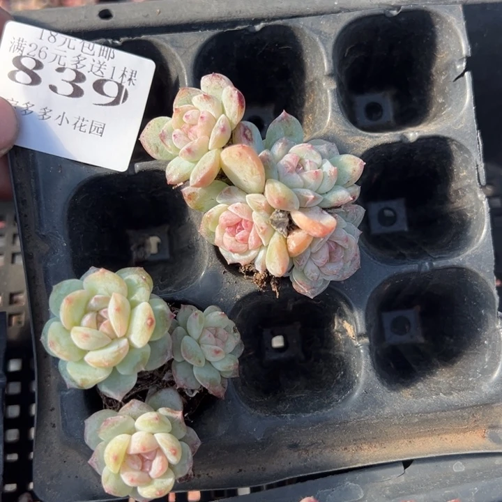 839号2颗冰魄老桩群量拍多肉满18元包邮下午发货