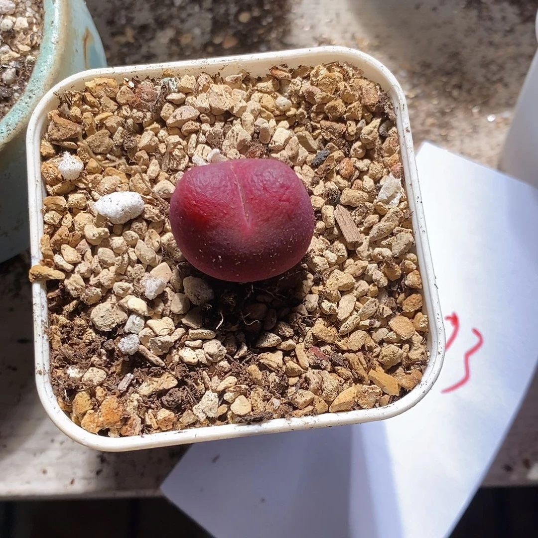 y***.17373。    一颗。