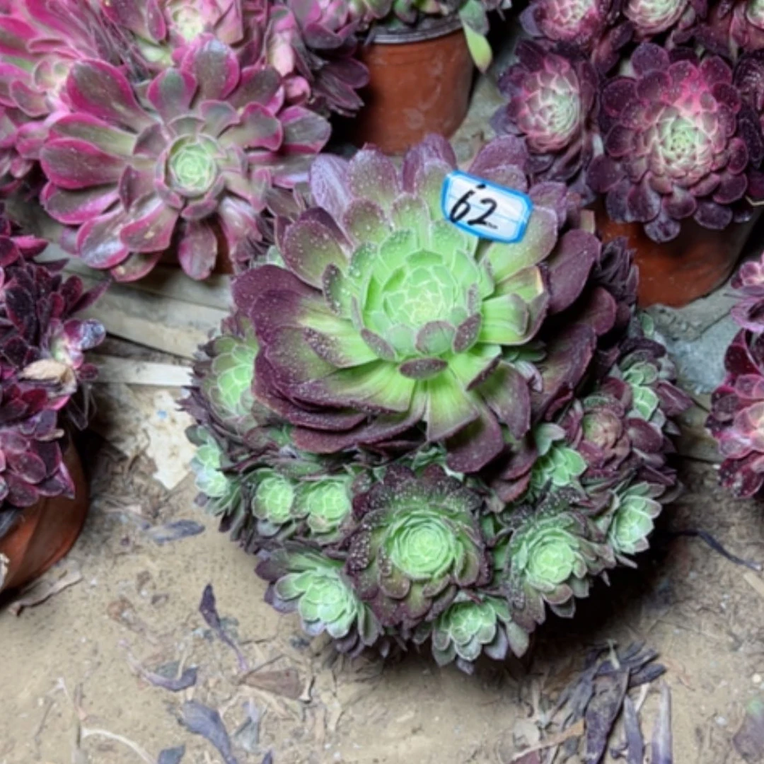 【闪购商品】多肉植物万花筒62