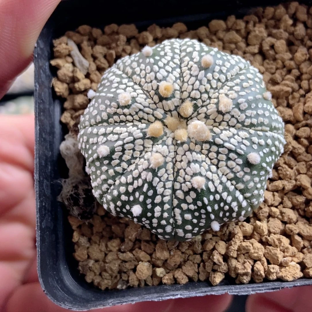 闲***爷海星奇迹无刺高脚