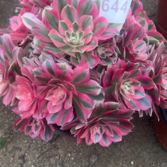 咪*?644女巫多肉植物花。花