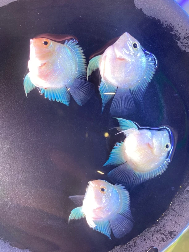 白金宝蓝色迷你鹦鹉