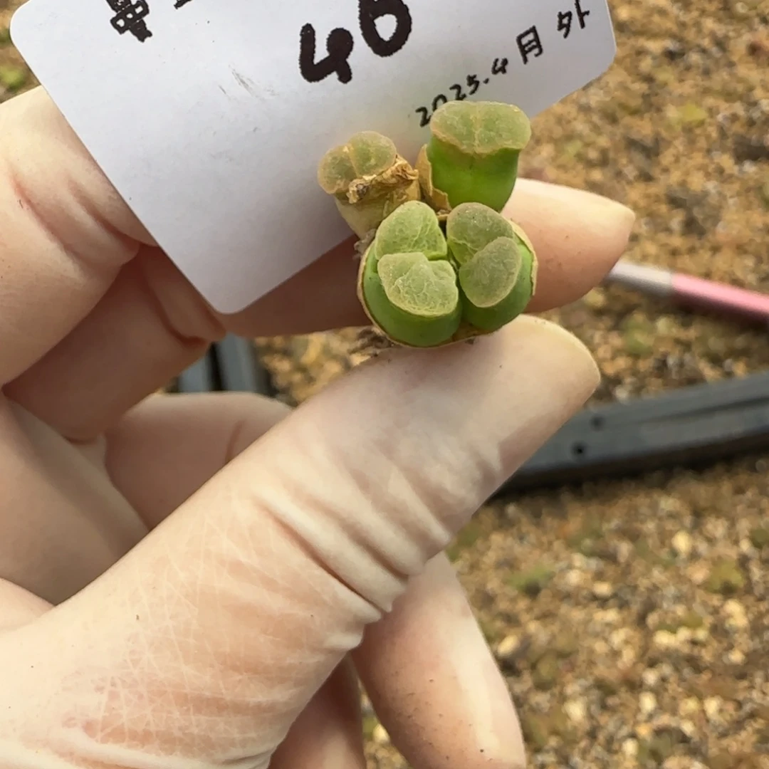 无****儿多肉多肉多肉4-046