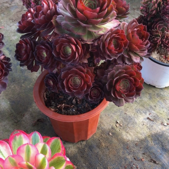 红魔多肉53500000000