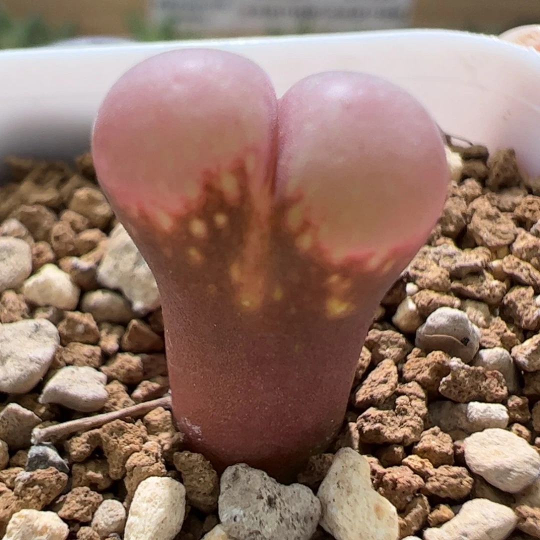 编号混合一颗744。